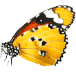 https://kemer.antalyapetotel.com/wp-content/uploads/2019/08/butterfly.png